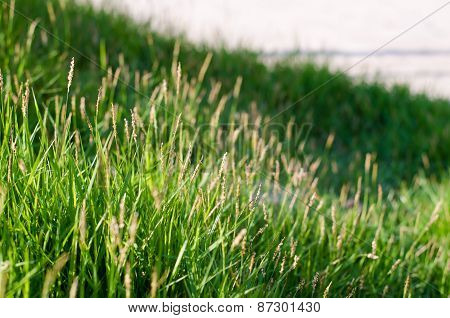 The Grass-01