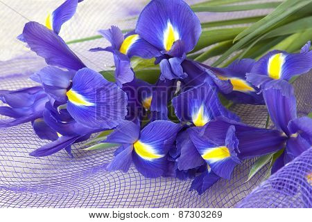 Purple Iris