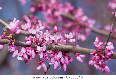 Pink flowers on Eastern Redbud tree in early spring