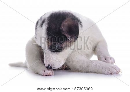 Little Puppy Crossbreed