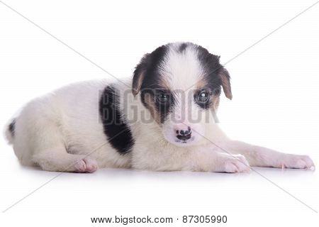 Little Puppy Crossbreed