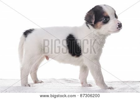 Little Puppy Crossbreed