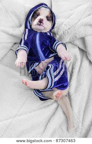 Clothing Puppy Mestizo Sleep