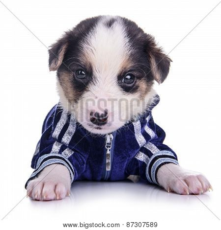 Clothing Puppy Mestizo Isolated