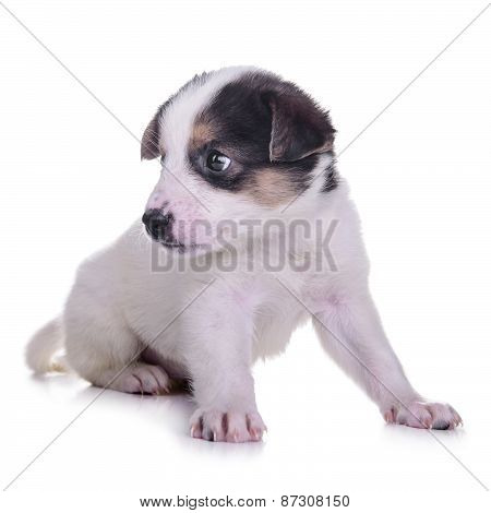 Little Puppy Crossbreed