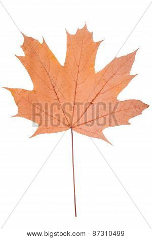 Yellow Maple Leaf