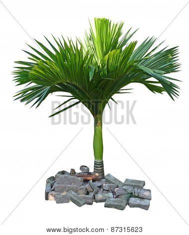Palm Tree