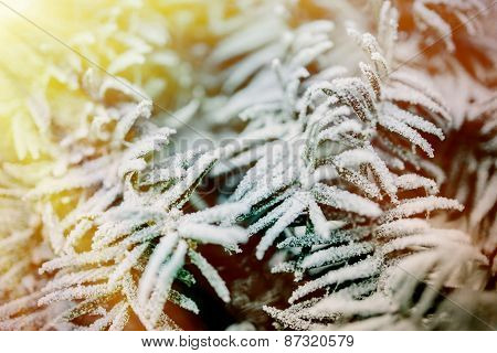 Morning Sun Over Fir Tree Covered With Frost