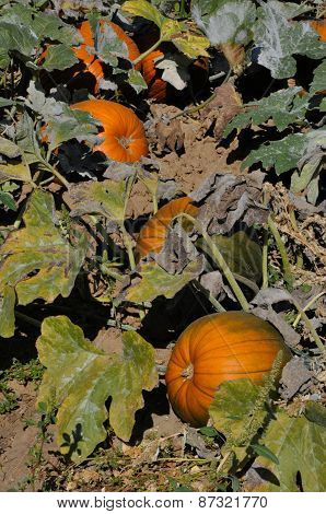 Autumn Harvest: Pumpkin Patch