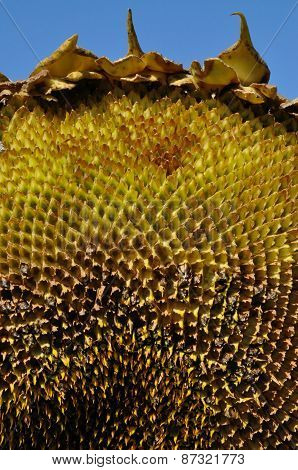 Harvested Sunflower