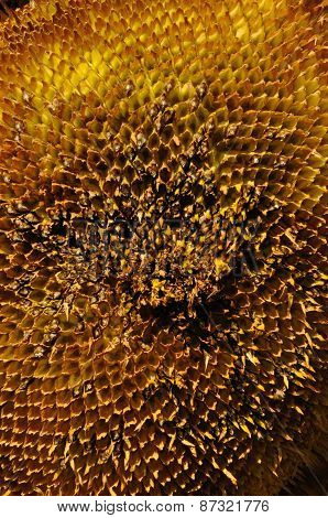 Harvested Sunflower