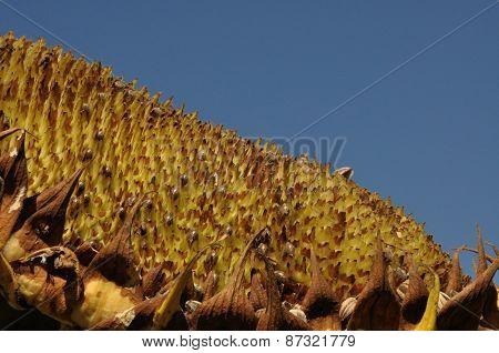 Sunflower in Autumn