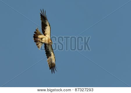 The Booted Eagle in flight (Aquila pennata)