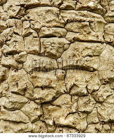 texture of palm tree bark