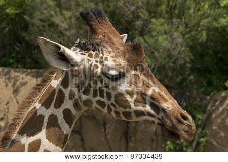 Closeup side profile of giraffe head on sunny day