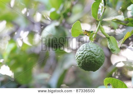 bergamot on the tree