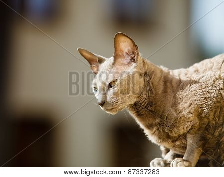 Animals At Home. Egyptian Mau Cat