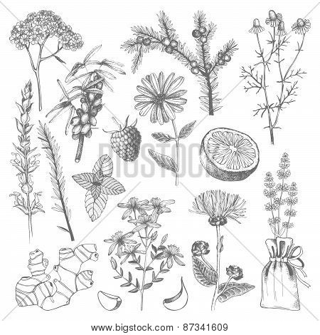 Herbs and spice set