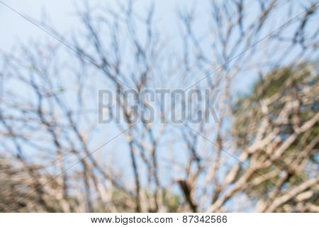 Blurred Tree Abstract Nature Background