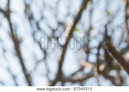 Blurred Tree Abstract Nature Background