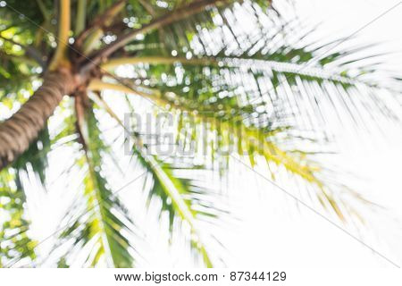 Abstract Background Of Blurred Coconut Trees, Depth Of Focus.