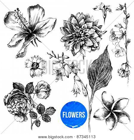 collection of 7  highly detailed hand drawn flowers