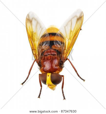 Horsefly isolated on white