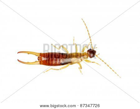  beetle isolated on a white background