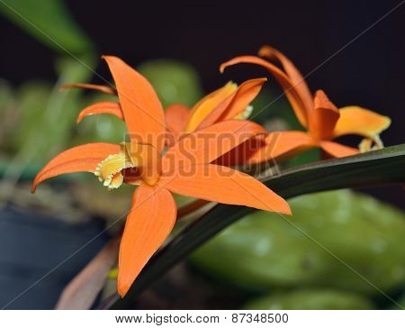 Sickle-leaf Laelia Orchid