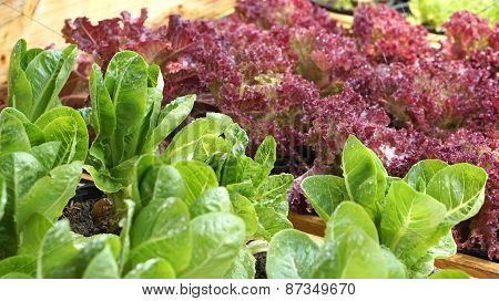 Salad Vegetable Hydroponics Garden With Water Droplets