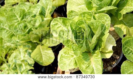 Salad Vegetable Hydroponics Garden With Water Droplets