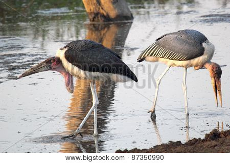 Couple Of Marabou Storks In The Water