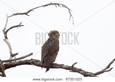 Brown Snake Eagle On A Tree