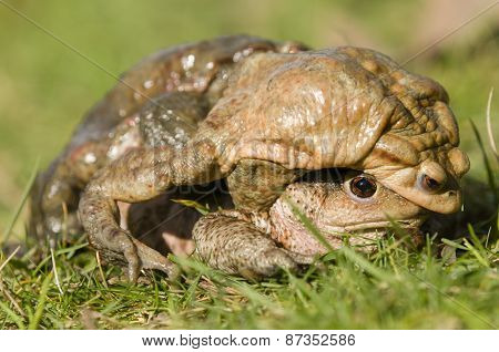 Mating Of Toads