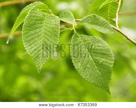 green fresh leaves
