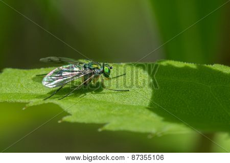 Longlegged Fly