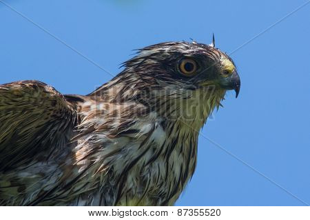 Sharp-shinned Hawk
