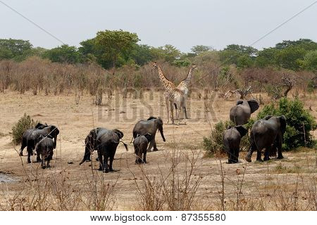 Herd Of African Elephants Drinking At A Muddy Waterhole