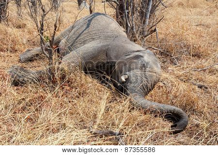 Small Dead Elephant In National Park Hwankee, Botswana