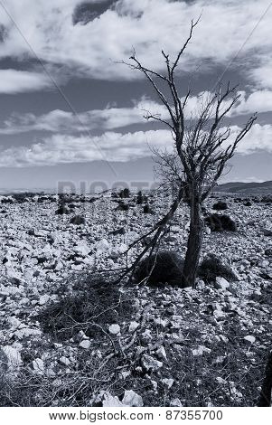 dead tree branch