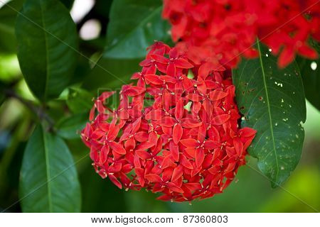 Red Ixora