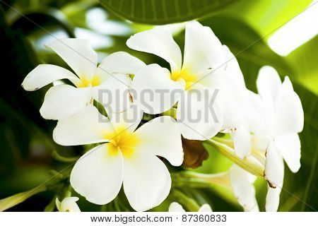Frangipani, Plumeria, Temple Tree