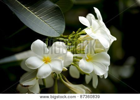 Frangipani, Plumeria, Temple Tree