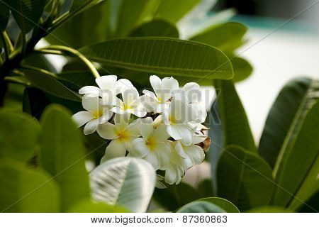 Frangipani, Plumeria, Temple Tree