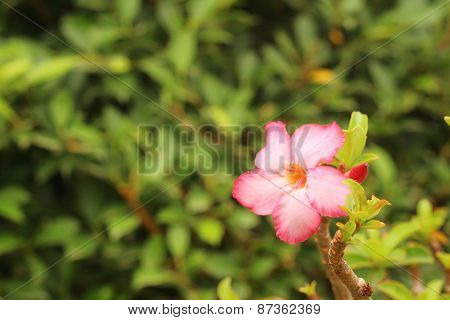 Pink Flowers In A Nature At The Garden