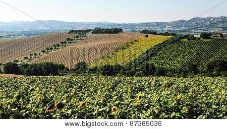 Summer Landscape In Marches (italy)