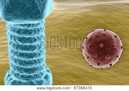 Virus on cell surface