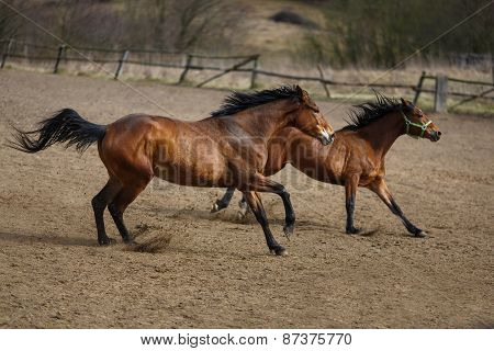 Running Horses