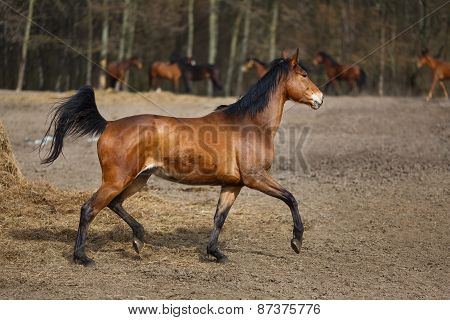 Running Horses