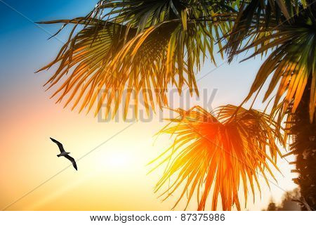 Seagull Among Palm Trees And The Sun